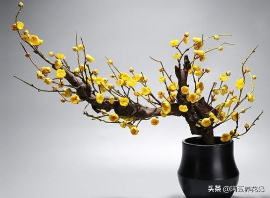 此花耐寒胜梅花，做好这"几点"，花开满树金黄，香、仙两全！