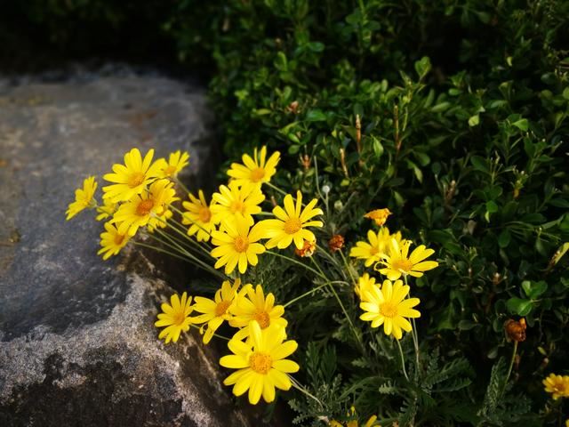 木春菊容易长成花球，一年摘两次心，开花爆盆，四季开不停