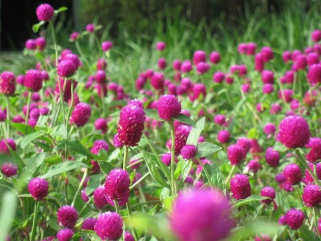 这花名叫“千日红”，真能“千日”不败开花红火吗？其实别有玄机