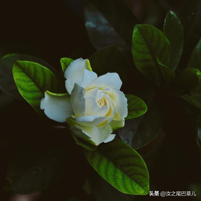 养栀子花有窍门，做到这几点花朵又大又香甜