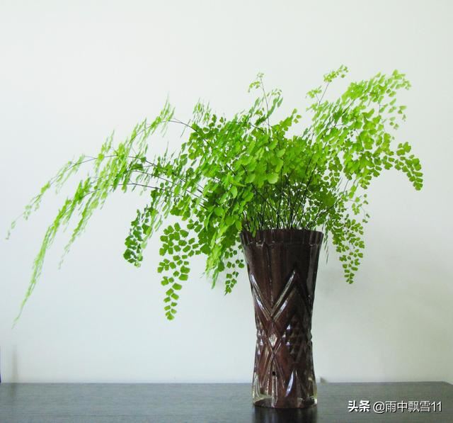 盆栽铁线蕨，叶子易焦边？关键做好这几点，叶子翠绿长势旺