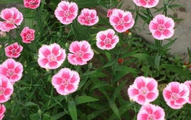 农村院子里，常栽种6种花，开花漂亮又好养