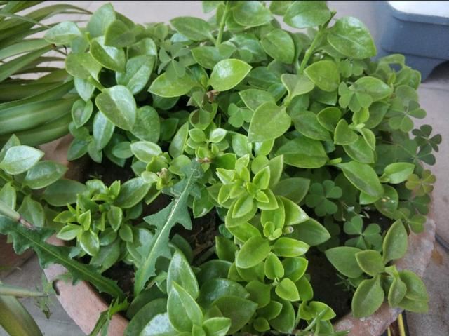 夏天牡丹吊兰不开花？搞懂原因再管理，开花爆盆很简单