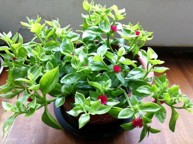 吊兰花也可以很漂亮，特别是红色的吊兰花，太喜欢了