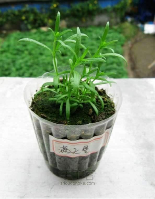 从一粒种子，到一个满天星花球，新手实战全攻略