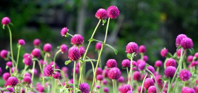这花名叫“千日红”，真能“千日”不败开花红火吗？其实别有玄机