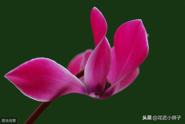 了解仙客来的繁殖栽培管理技术，叶片光亮，花蕾繁茂开花鲜艳