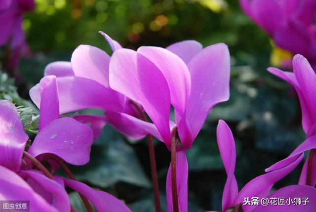 了解仙客来的繁殖栽培管理技术，叶片光亮，花蕾繁茂开花鲜艳