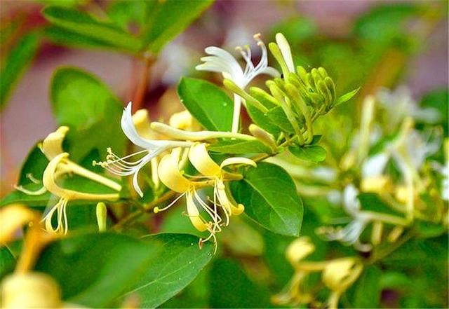 这种野花，农村夏季必备，2株就能打造1面花墙，香气浓郁开花美