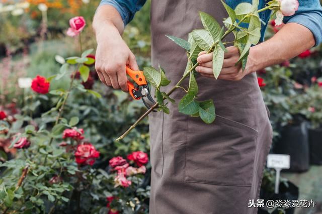 网购到家的月季花养护被“晒伤”？做好“六个点”服盆块，易恢复