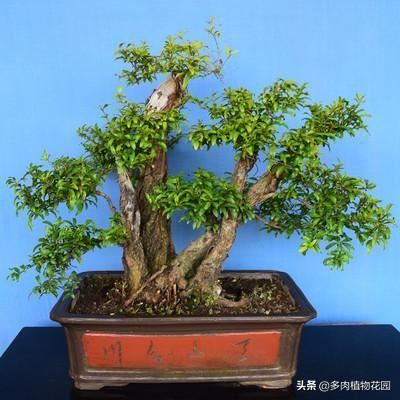 小叶石榴的养护方法，这样养护，开花多花期长