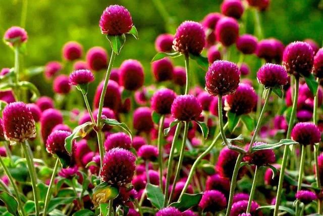 这花名叫“千日红”，真能“千日”不败开花红火吗？其实别有玄机