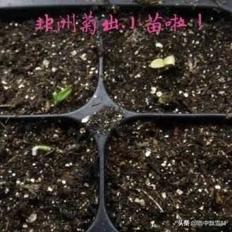 春播非洲菊，做好这3点，非洲菊长势旺盛，花开艳丽令人醉
