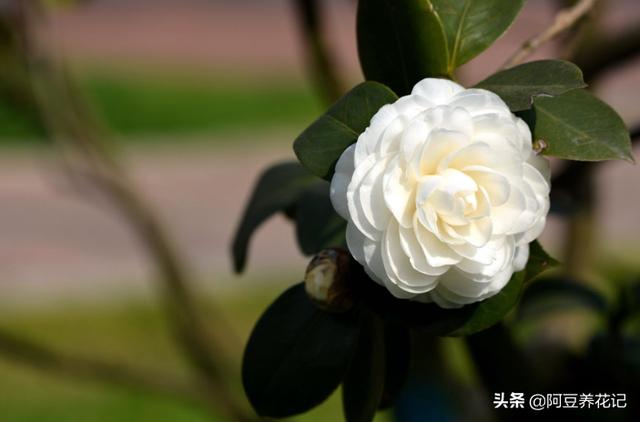 家养茶花，失败"2次"后，总结"3点"技巧，枝繁花盛，趁早掌握