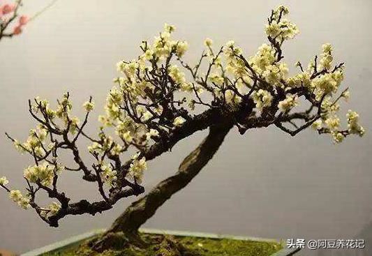 此花耐寒胜梅花，做好这"几点"，花开满树金黄，香、仙两全！