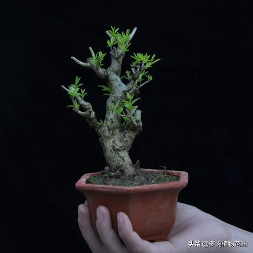 小叶石榴的养护方法，这样养护，开花多花期长