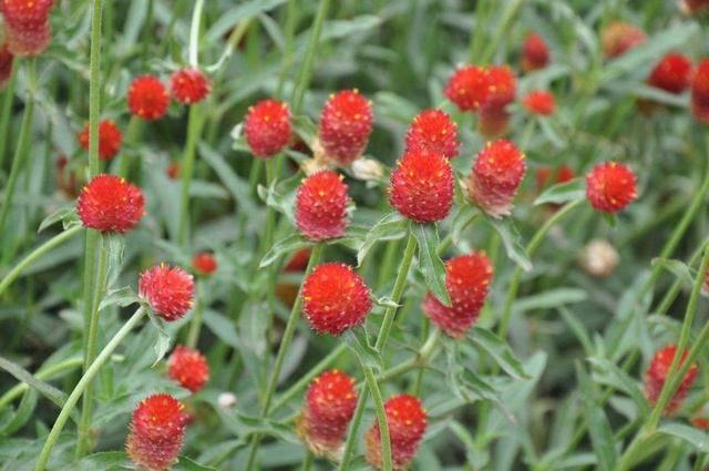 这花名叫“千日红”，真能“千日”不败开花红火吗？其实别有玄机