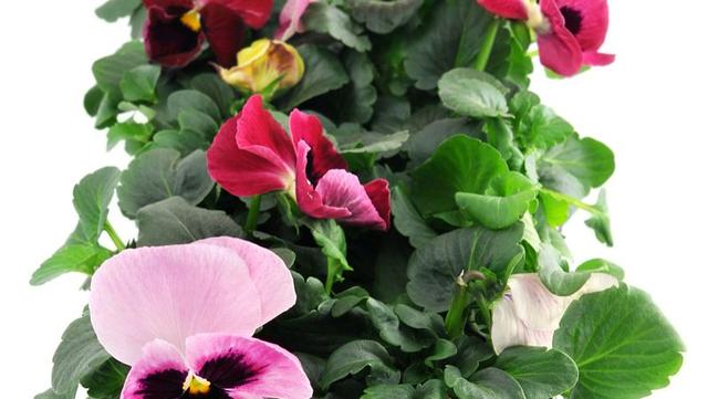 四季海棠这样养，繁花似锦