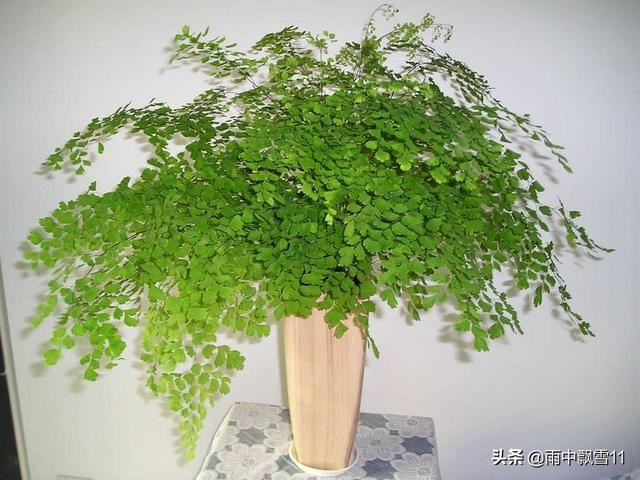 盆栽铁线蕨，叶子易焦边？关键做好这几点，叶子翠绿长势旺