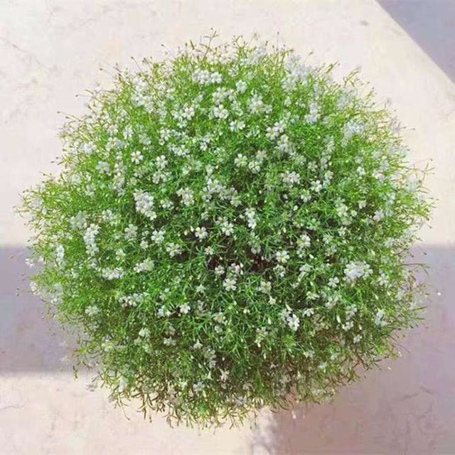 从一粒种子，到一个满天星花球，新手实战全攻略