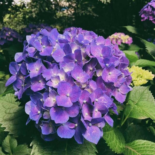 漂亮的绣球花，开花不断，花期长，真美