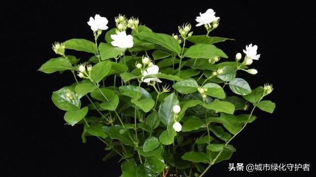 盆栽茉莉的养殖方法和注意事项