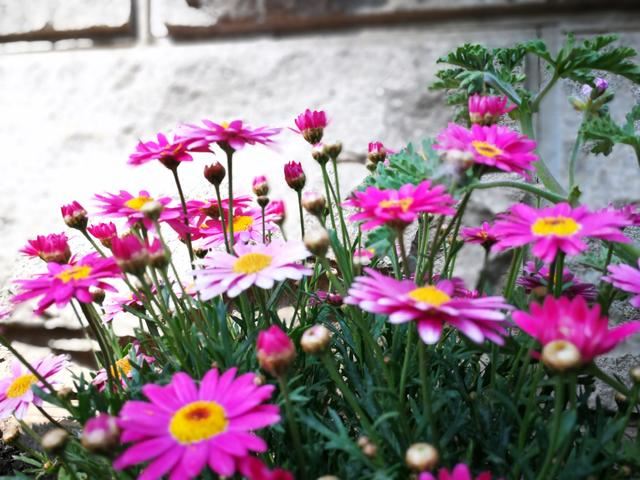 木春菊容易长成花球，一年摘两次心，开花爆盆，四季开不停
