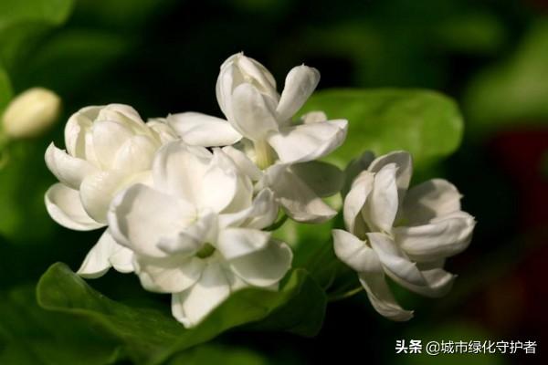 盆栽茉莉的养殖方法和注意事项