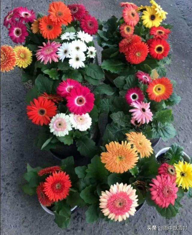 春播非洲菊，做好这3点，非洲菊长势旺盛，花开艳丽令人醉