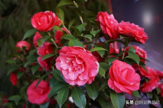 家养茶花，失败"2次"后，总结"3点"技巧，枝繁花盛，趁早掌握