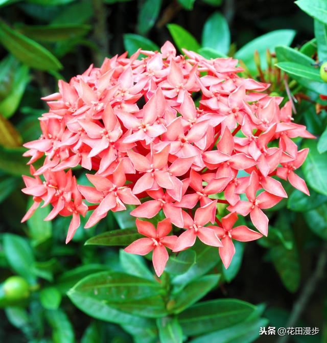 龙船花，花色鲜艳养护简单，花团锦簇胜过绣球花，花期长达10个月