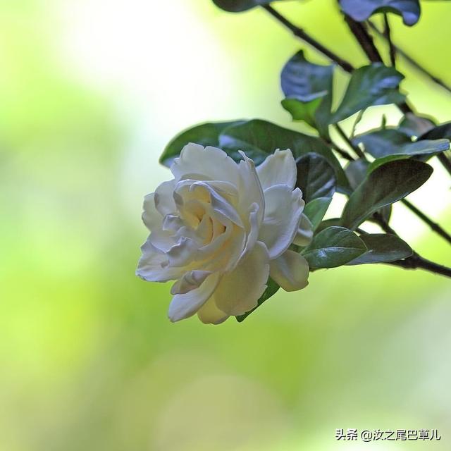 养栀子花有窍门，做到这几点花朵又大又香甜