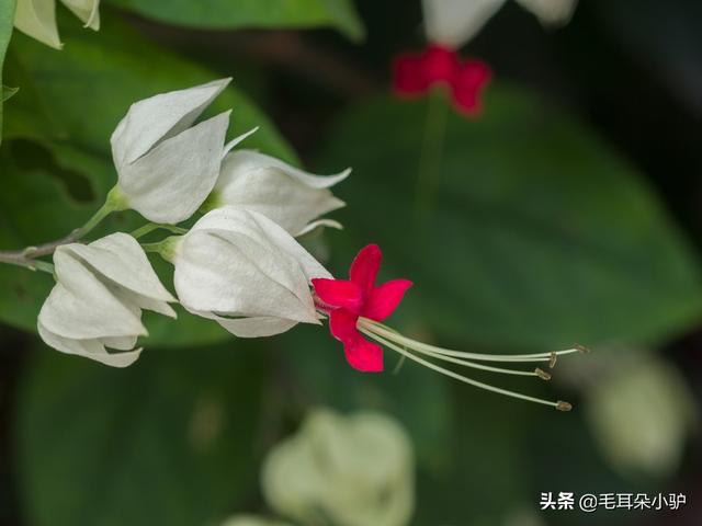 翠羽装刀鞘，黄金饰马铃。十种像极了铃铛的盆栽观赏植物