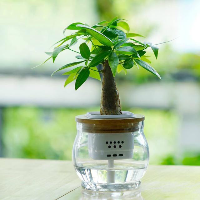 这几种花水培错不了，发芽新叶窜得快，到了花期满枝爆盆