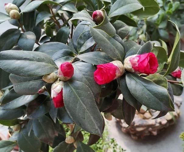 北方盆栽四季茶花，日常护理注重2点，枝叶旺、鲜花嗖嗖往外窜