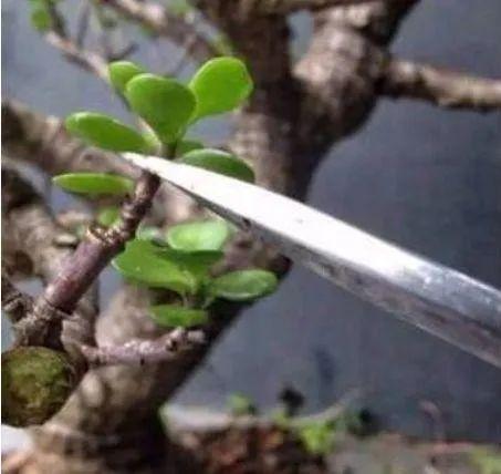 春天给玉树“剃个头”，加点肥，老桩越养越值钱