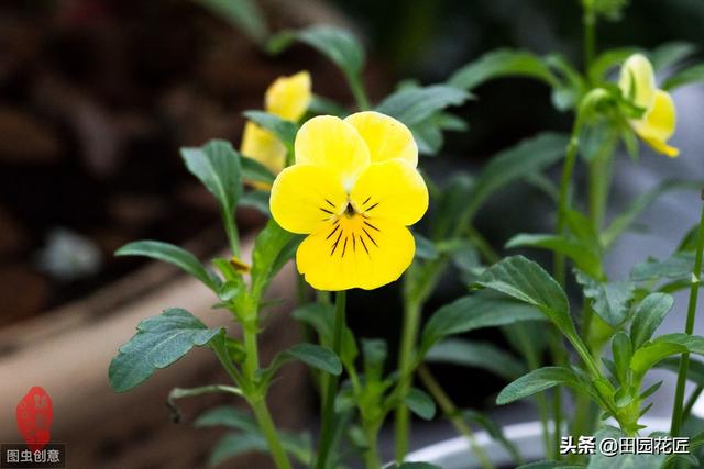 角堇只能冬天开花？您可能有误解，这样养殖，现在还能花开爆盆！