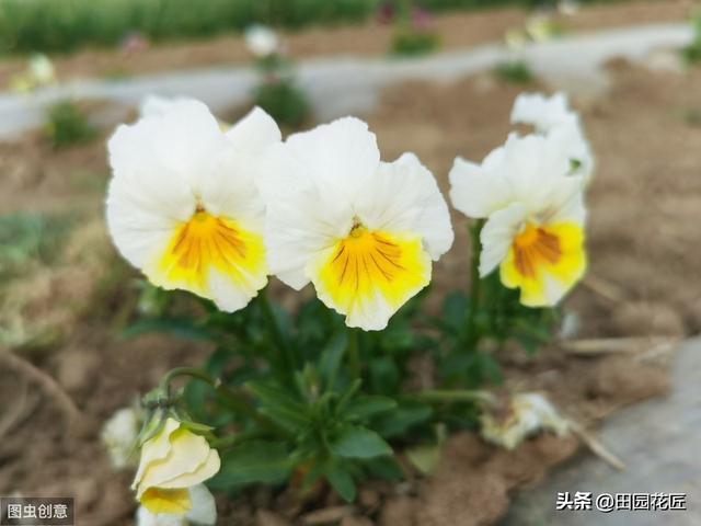 角堇只能冬天开花？您可能有误解，这样养殖，现在还能花开爆盆！