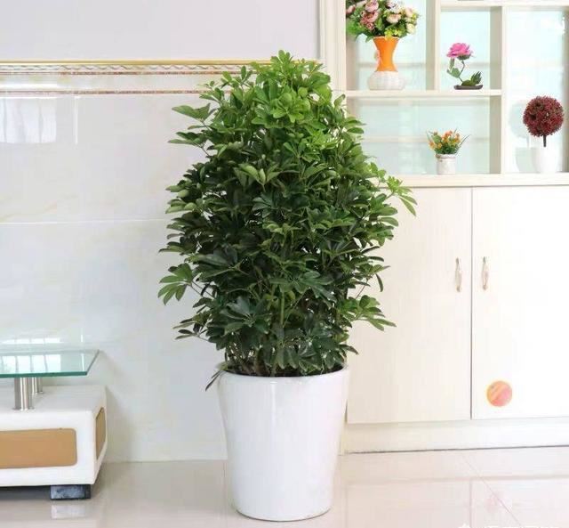 招财树换盆，3个原则不能错，7天就缓苗，叶片多，八方来财