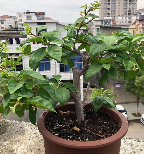 夏季赏花选三角梅，管理掌握5个小技巧，盆盆月月花开不停