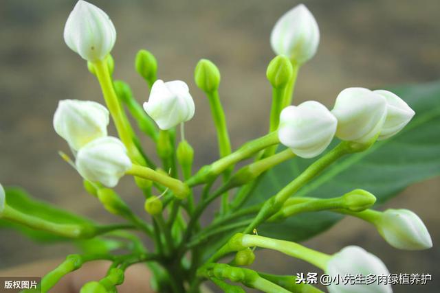 栀子花，黄叶，掉花苞，掌握以下几点，叶子油绿，轻松开花