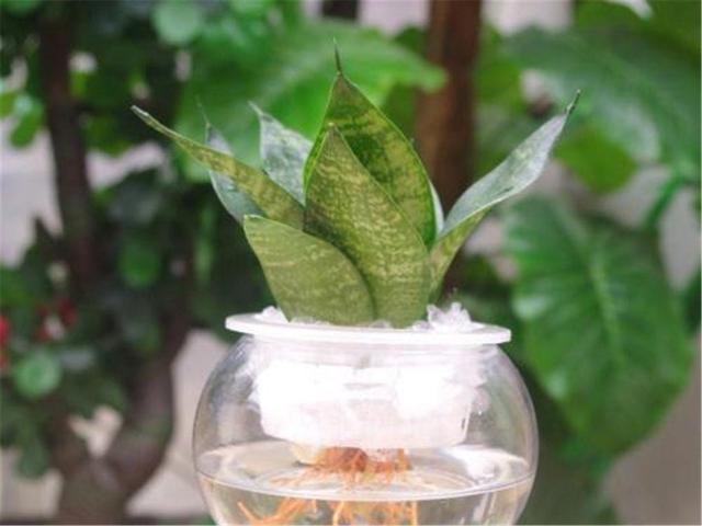 这几种花水培错不了，发芽新叶窜得快，到了花期满枝爆盆