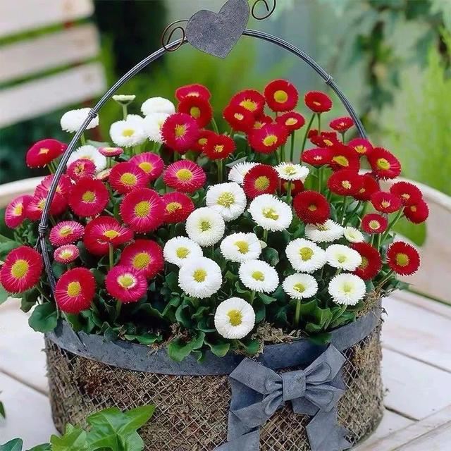家里的花不爱开花、开花少？喂上几次“催花水”，花儿蹭蹭开爆盆