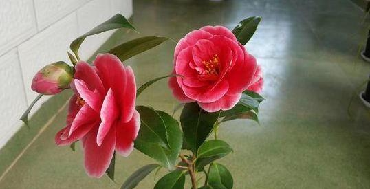 北方盆栽四季茶花，日常护理注重2点，枝叶旺、鲜花嗖嗖往外窜