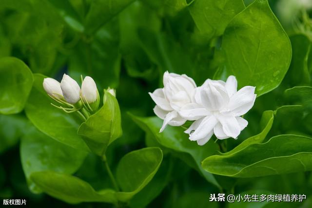 栀子花，黄叶，掉花苞，掌握以下几点，叶子油绿，轻松开花