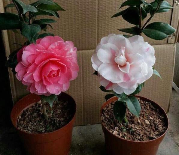 北方盆栽四季茶花，日常护理注重2点，枝叶旺、鲜花嗖嗖往外窜