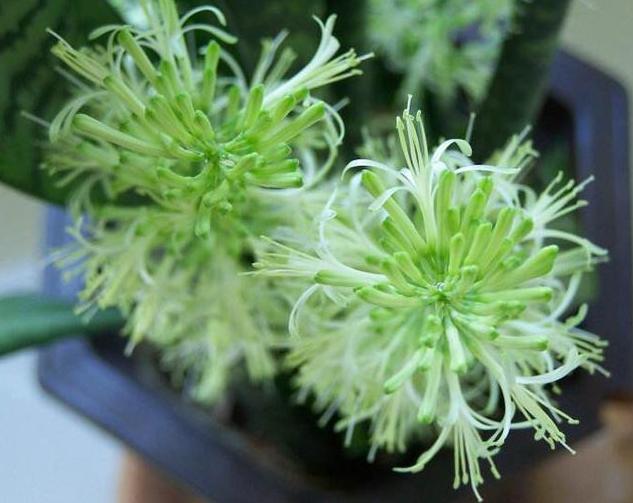 入秋后，虎皮兰“讨厌”喝水，给它换个“口味”，开出漂亮花朵