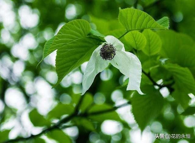花为天地之灵物，人为万物之灵长。这三树两花值得一看