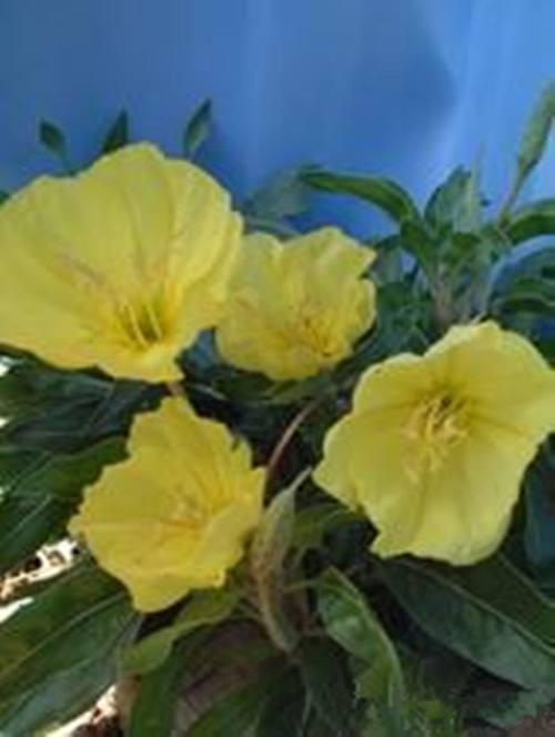 这些花容易养，开花芳香四溢，美丽动人，春天正好种在花盆里