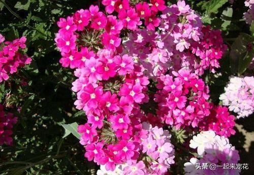 出门捡点树皮，煮一煮用来养花，土壤疏松肥沃，养啥都爆盆！
